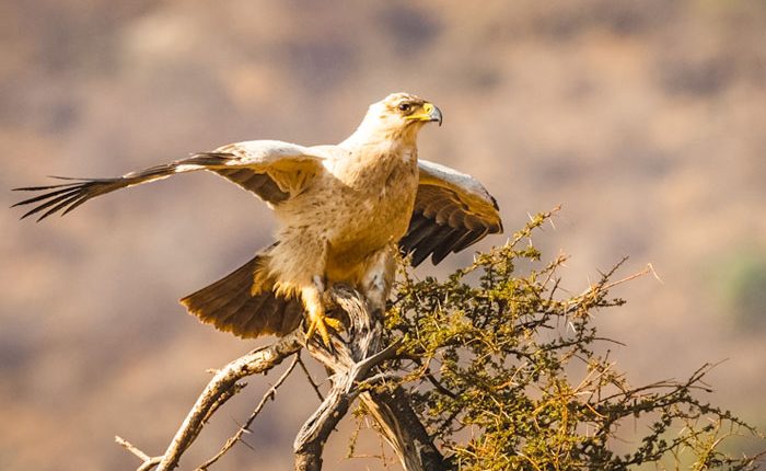 anzania Fly-in Tarangire, Ngorongoro Highlands & Migration