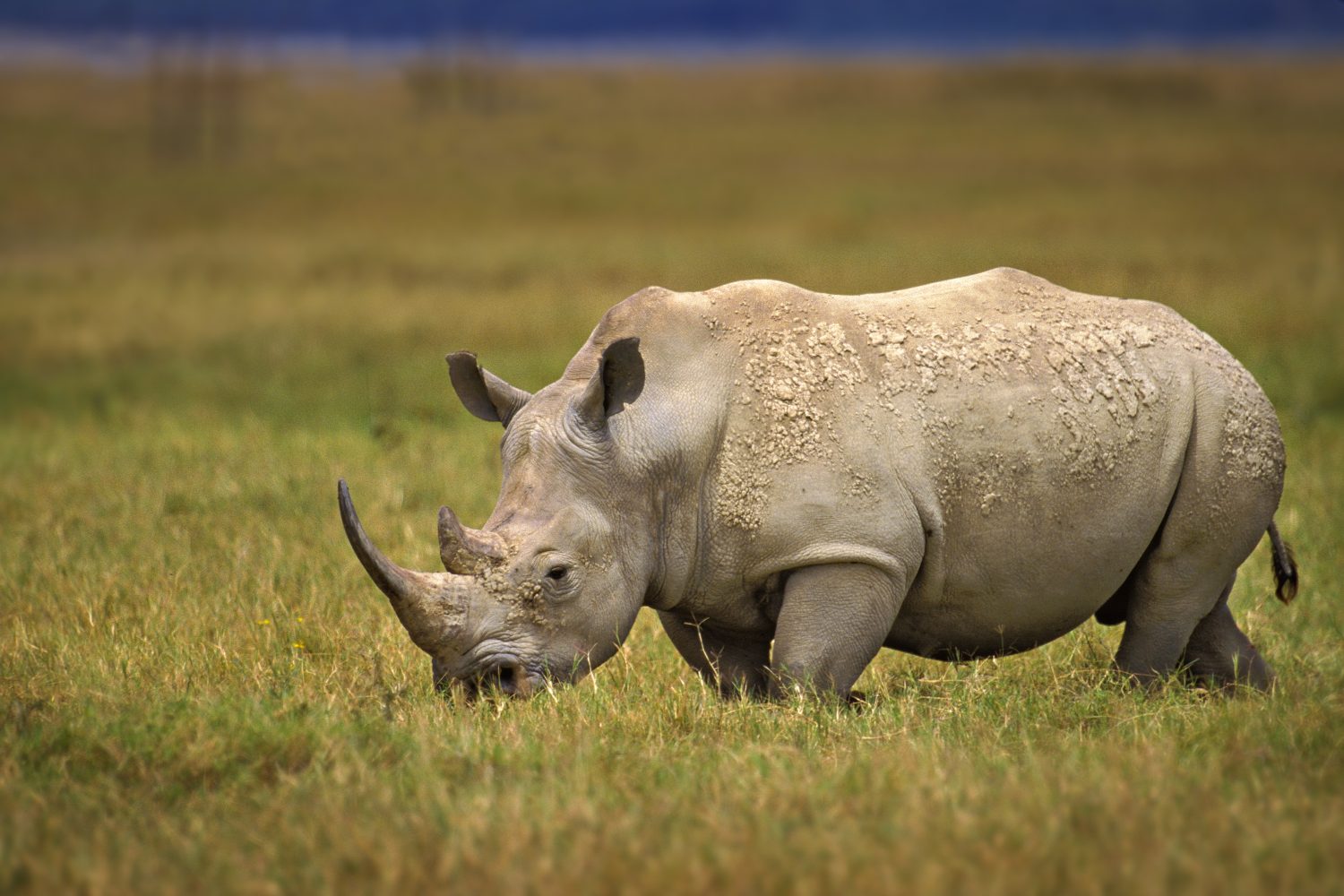 White Rhinoceros