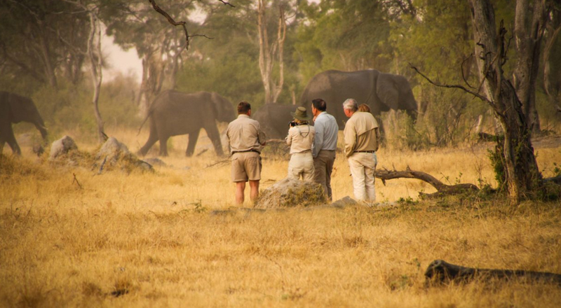 Safari en Famille en Tanzanie